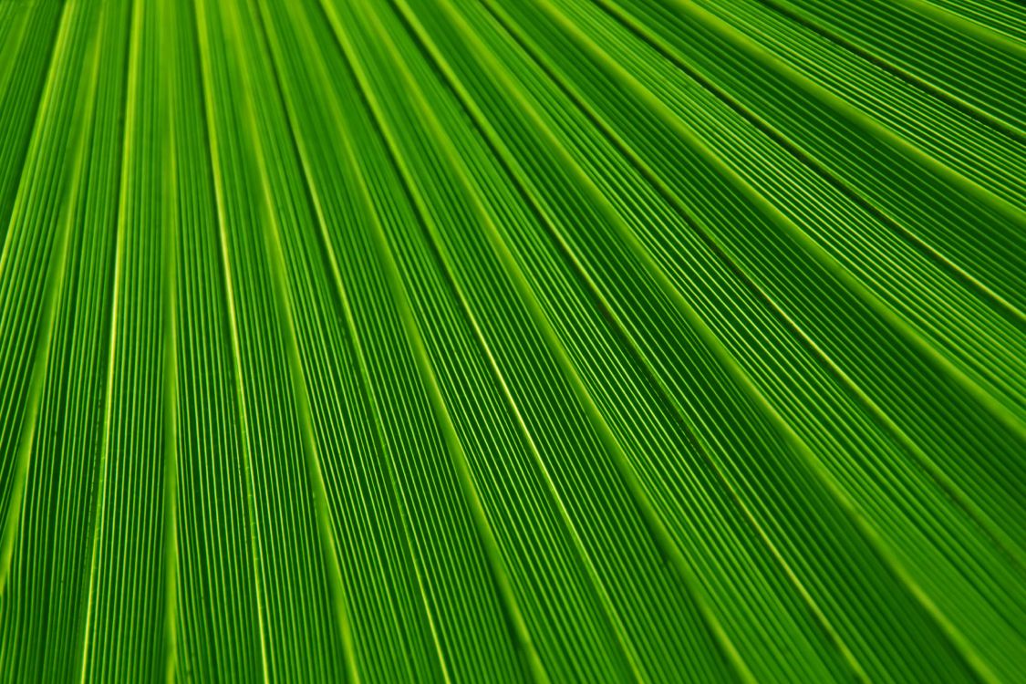 Обои лист, пальмовые рощи, текстура, зеленый, растение в разрешении 5000x3333