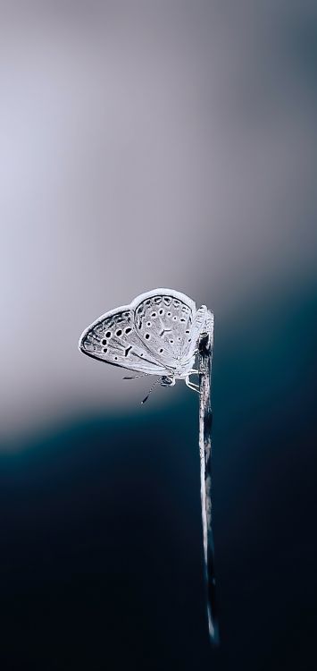 Обои вода, жидкий, жидкость, влага, водопроводу в разрешении 1421x3000