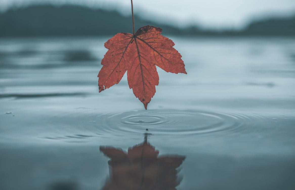 Обои лист, вода, дерево, отражение, красный цвет в разрешении 3054x1964