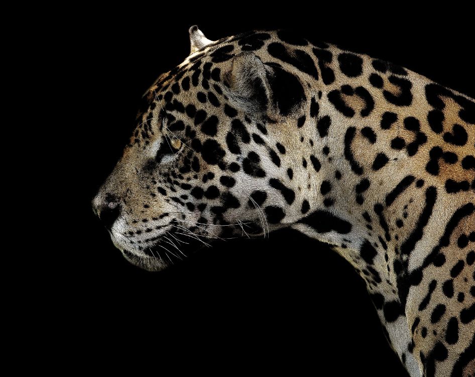Обои наземные животные, большая кошка, африканский леопард, живая природа, Леопард в разрешении 3288x2605