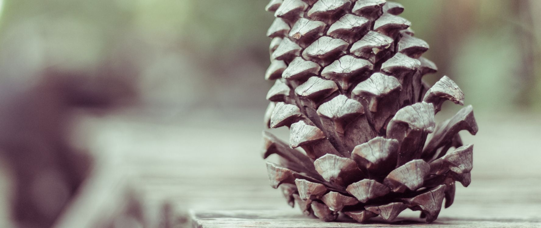 Обои хвойные конуса, сосна, Хвойные, дерево, семейства сосновых в разрешении 2560x1080