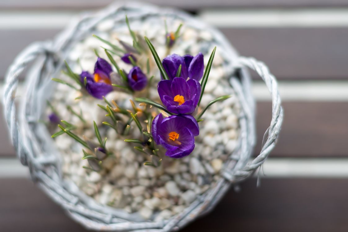 Обои цветочный горшок, цветочный дизайн, цветковое растение, цветок, растение в разрешении 5120x3417