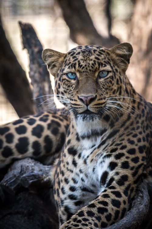 Обои Ягуар, Леопард, Гепард, большая кошка, снежный Барс в разрешении 3712x5568