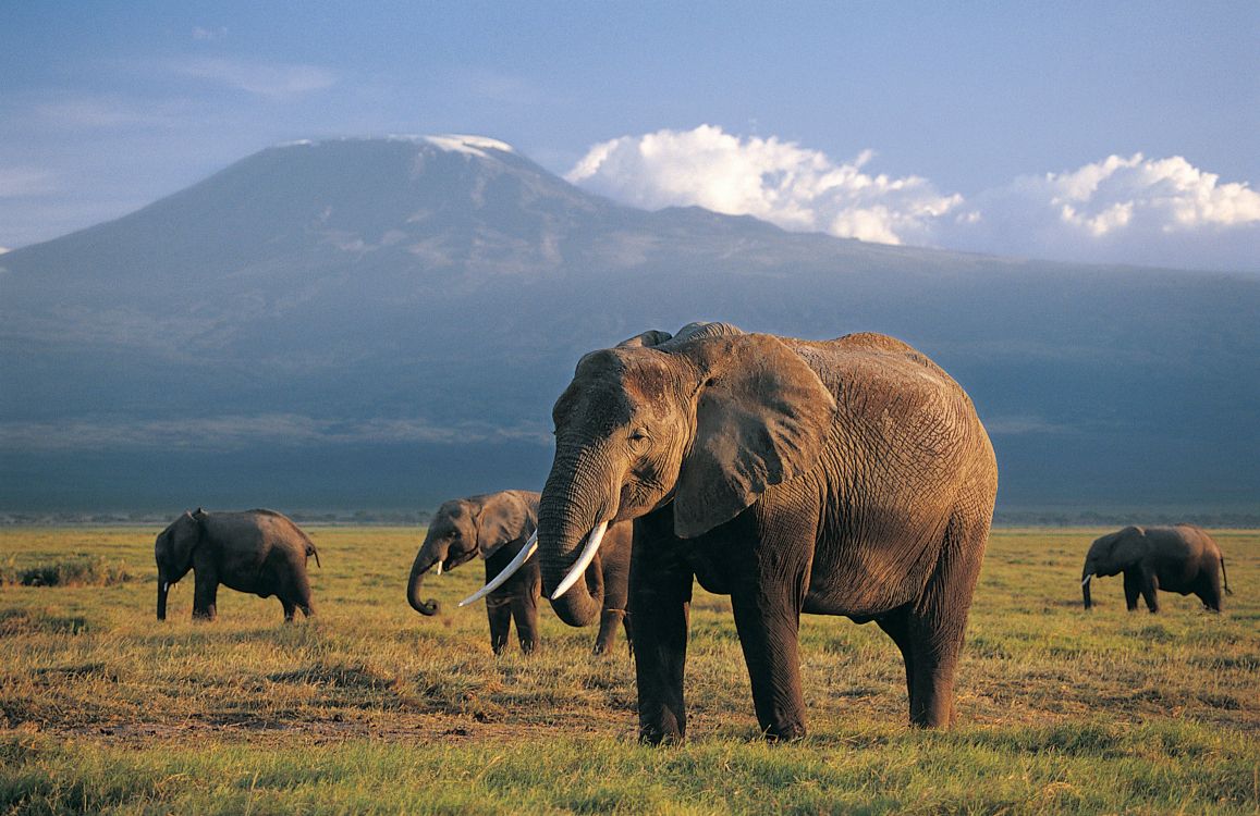 Обои Слон, наземные животные, слоны и мамонты, живая природа, индийский слон в разрешении 2825x1831