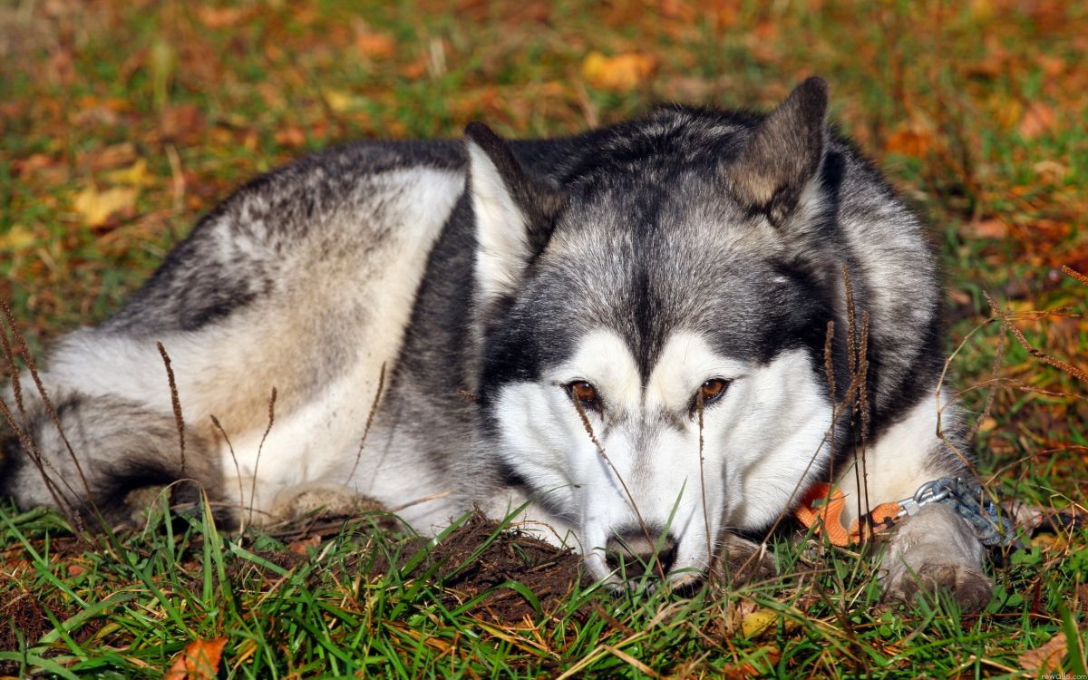 Обои аляскинский маламут, аляскинский хаски, щенок, волчьей собаки сарлоса, цвергшнауцер в разрешении 2560x1600