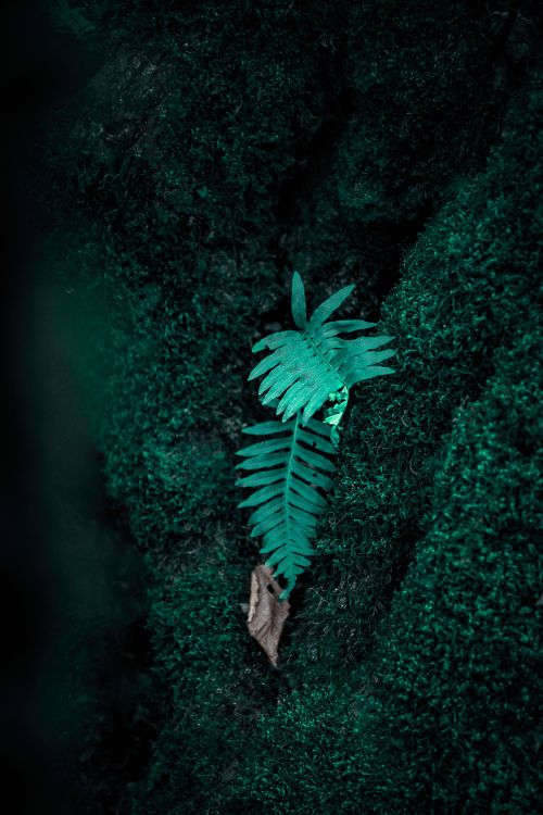 Обои папоротник, зеленый, верхняя одежда, растение, иллюстрация в разрешении 4912x7360