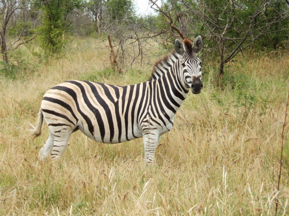 Обои живая природа, Квагга, зебра, наземные животные, сенокосное угодье в разрешении 2048x1536