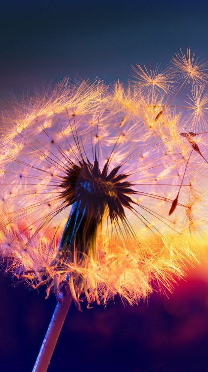 Обои soundcloud, быть никем, космический джем, восход солнца в лагуне, Варгелис в разрешении 1620x2880