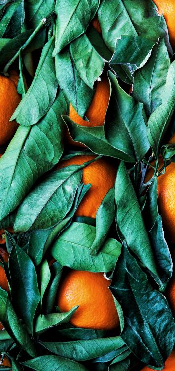 Обои цветной, цветовая схема, палитра, Рангпур, зеленый в разрешении 1421x3000