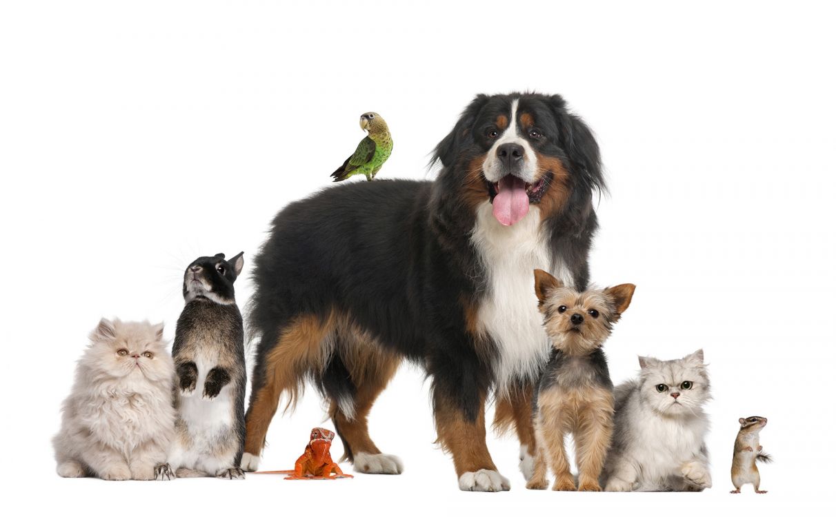 Обои пес, животное сидит, собака породы, Австралийская овчарка, Бернский зенненхунд в разрешении 1920x1188