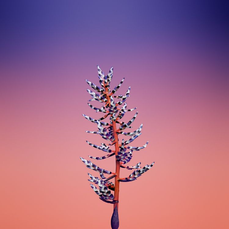 Обои айпад, apple, iOS 11, яблоко, ios 11 цветок в разрешении 2524x2524