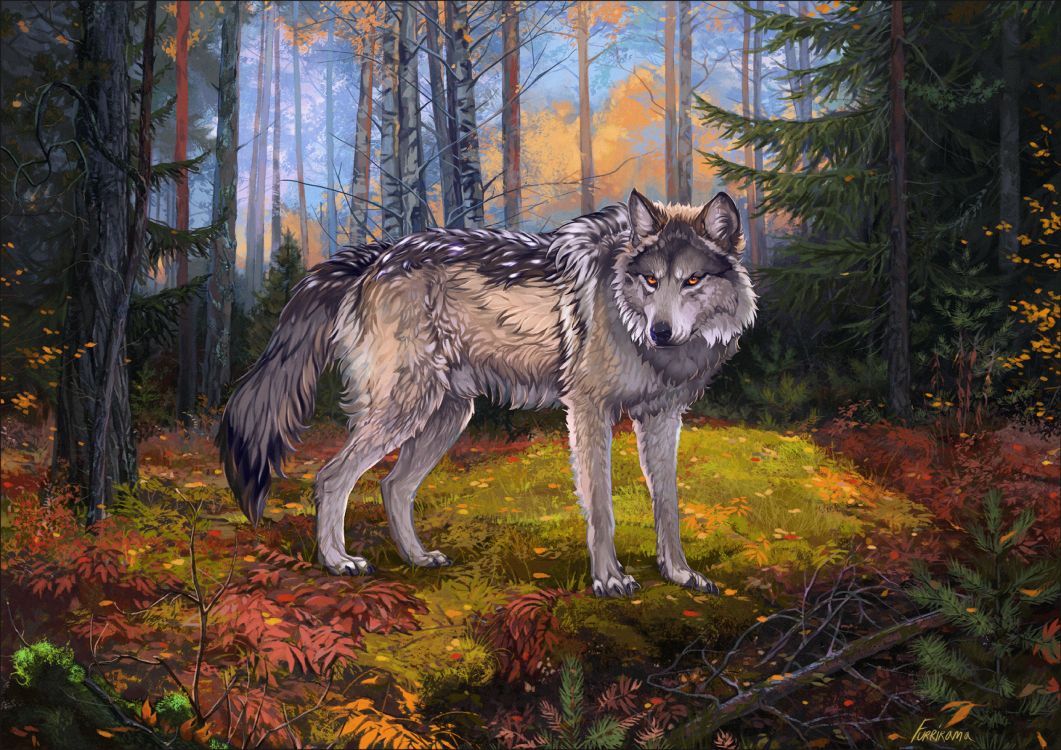 Обои волк, живая природа, Псовые, волчьей собаки сарлоса, волкодав в разрешении 3000x2120