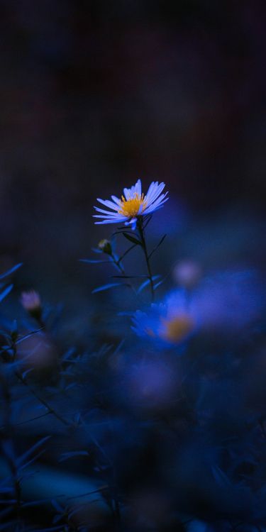 Обои цветок, растение, синий, лепесток, пурпур в разрешении 2592x5184