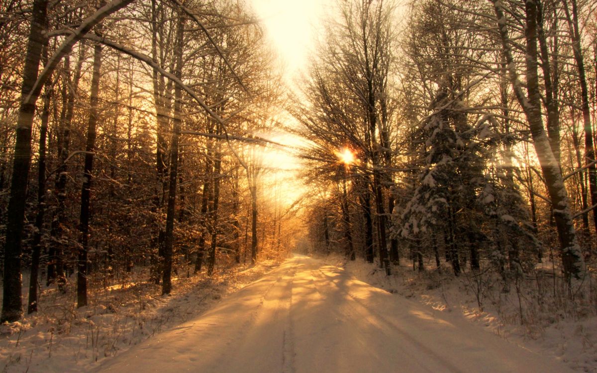 Обои снег, зима, дерево, природа, солнечный свет в разрешении 2560x1600
