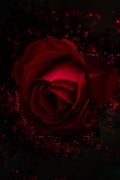 Обои сад роз, красный цвет, Роза, черный, семья Роуз в разрешении 2848x4272