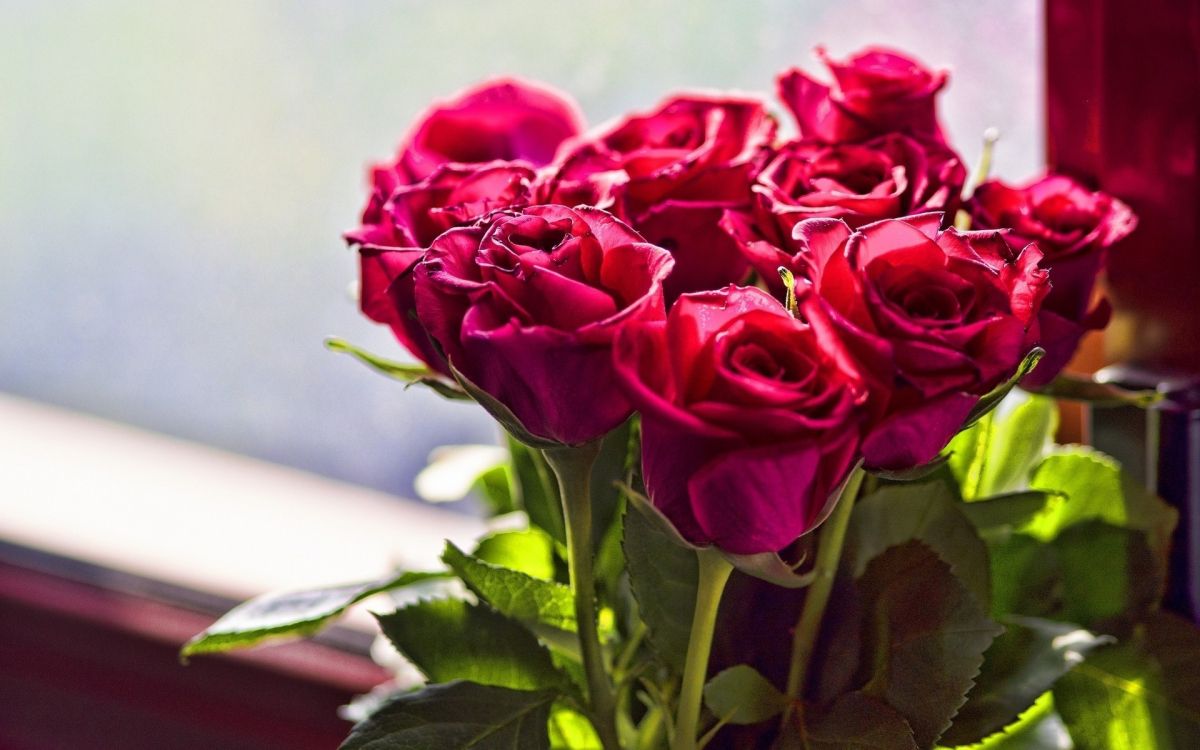Обои цветочный букет, Роза, цветковое растение, сад роз, розовый в разрешении 1920x1200