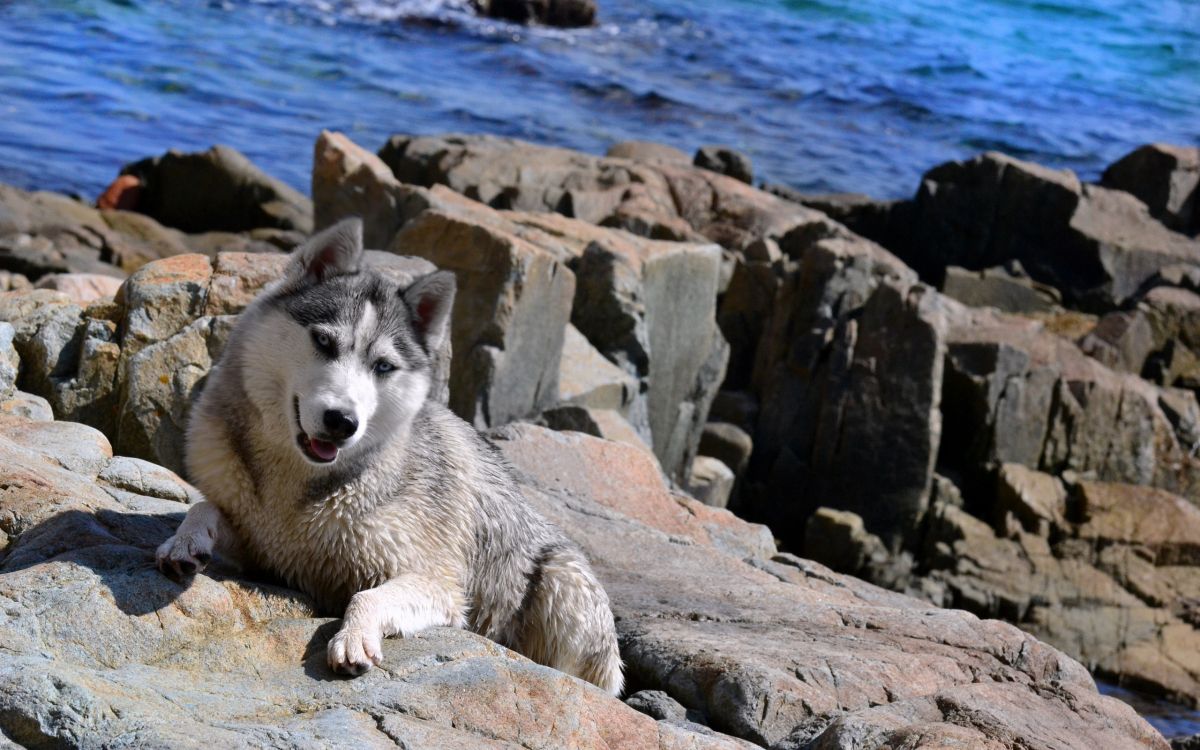 Обои Себирская Хаски, аляскинский маламут, щенок, хаски, гренландская собака в разрешении 2560x1600