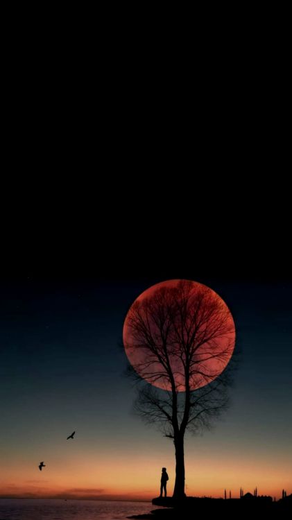 Обои атмосфера, природа, природный ландшафт, ветвь, послесвечение в разрешении 720x1280