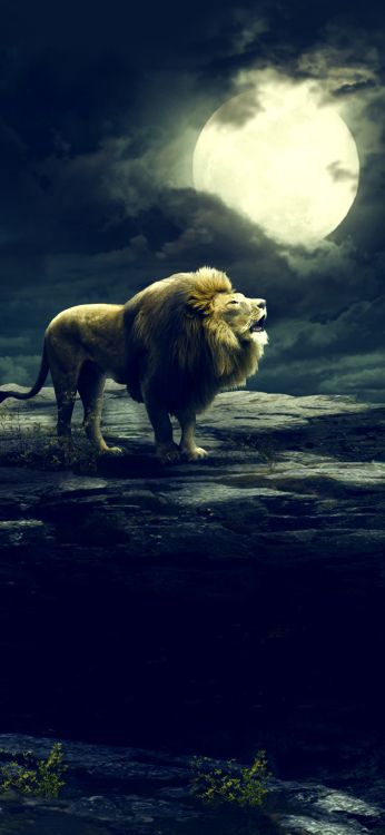 Обои живая природа, облако, атмосфера, луна, масаи Лев в разрешении 1080x2340