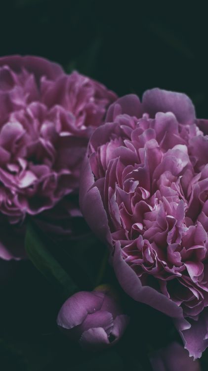 Обои пион, цветок, цветковое растение, лепесток, Фиолетовый в разрешении 2412x4288
