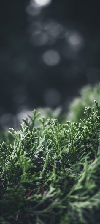 Обои природа, растение, вода, природный ландшафт, наземное растение в разрешении 1080x2400