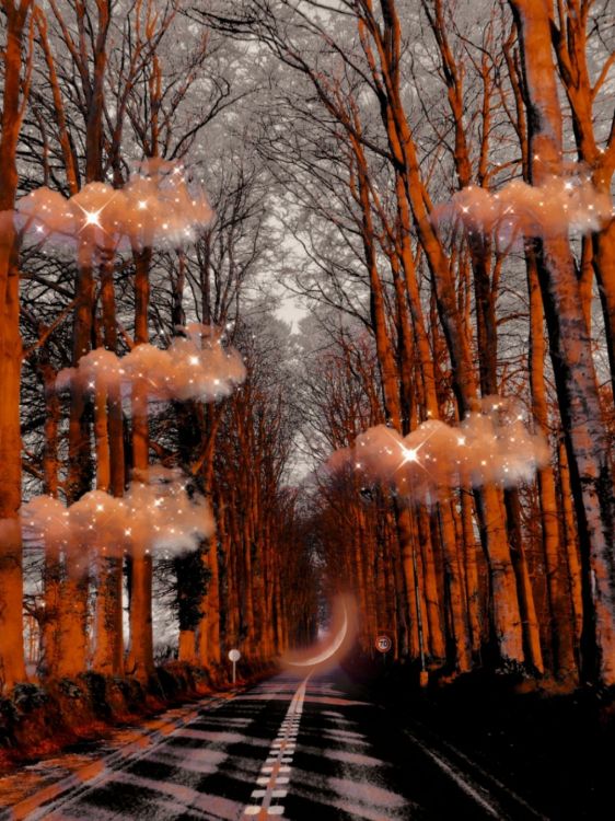 Обои зима, дерево, древесина, уличный фонарь, растение в разрешении 1080x1439