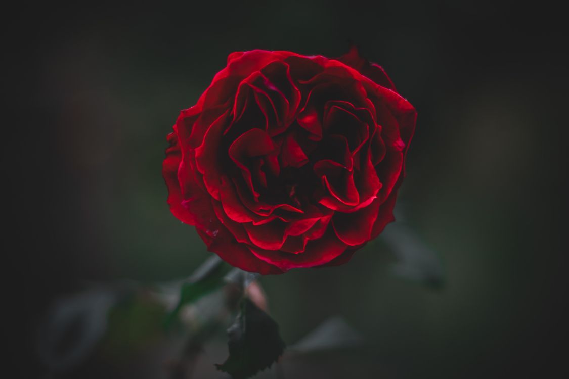 Обои сад роз, красный цвет, цветок, лепесток, Роза в разрешении 5184x3456