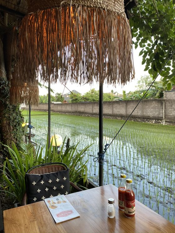 Обои бали, вода, пальмовые рощи, наука, биология в разрешении 1536x2048