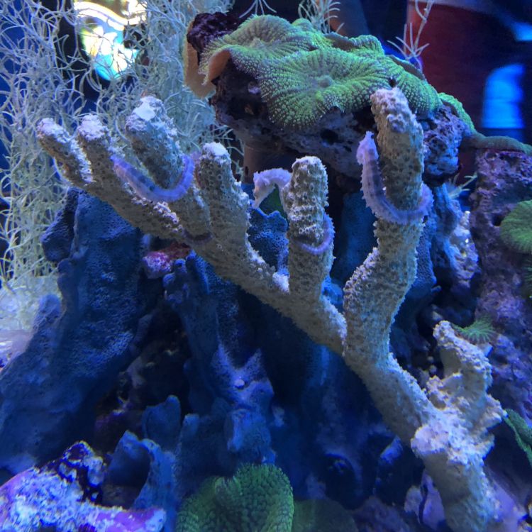 Обои коралловый риф, cnidaria, Кораллов, коралловый риф рыбы, морская биология в разрешении 1772x1772