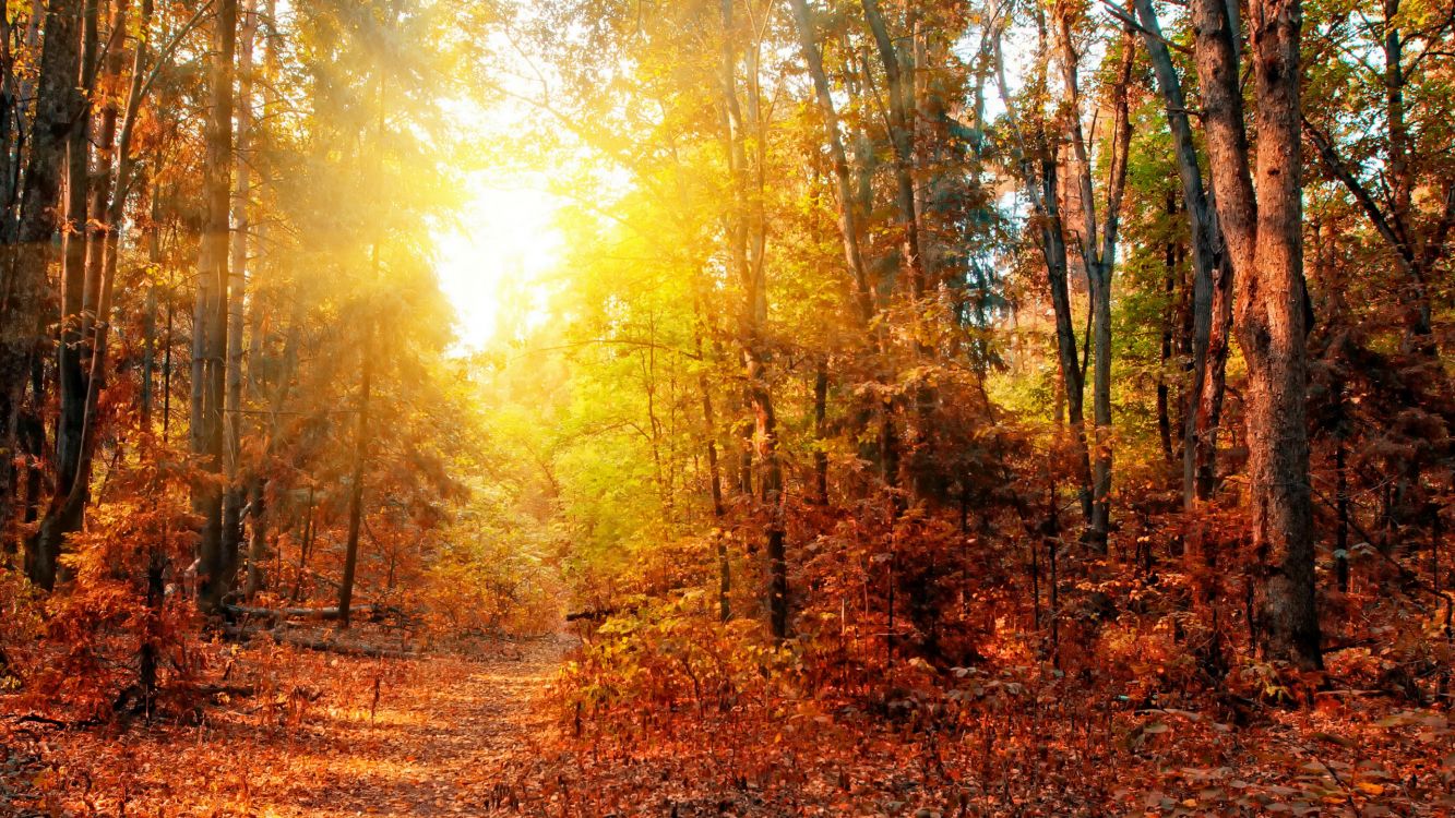 Обои пейзажная живопись, панорама, иллюстрация, растение, Люди в природе в разрешении 2560x1440