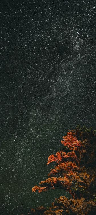 Обои природа, природный ландшафт, асфальт, дерево, прут в разрешении 1080x2400