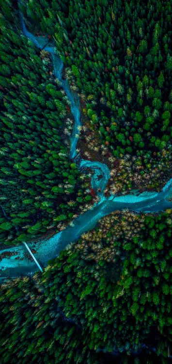 Обои растительность, зеленый, подземные воды, лист, вода в разрешении 1421x3000