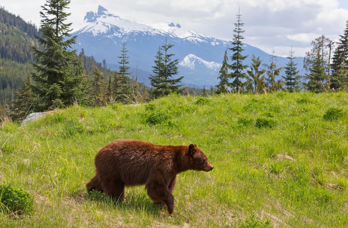 Обои Гризли, медведь, бурый медведь, дикая местность, живая природа в разрешении 4400x2888