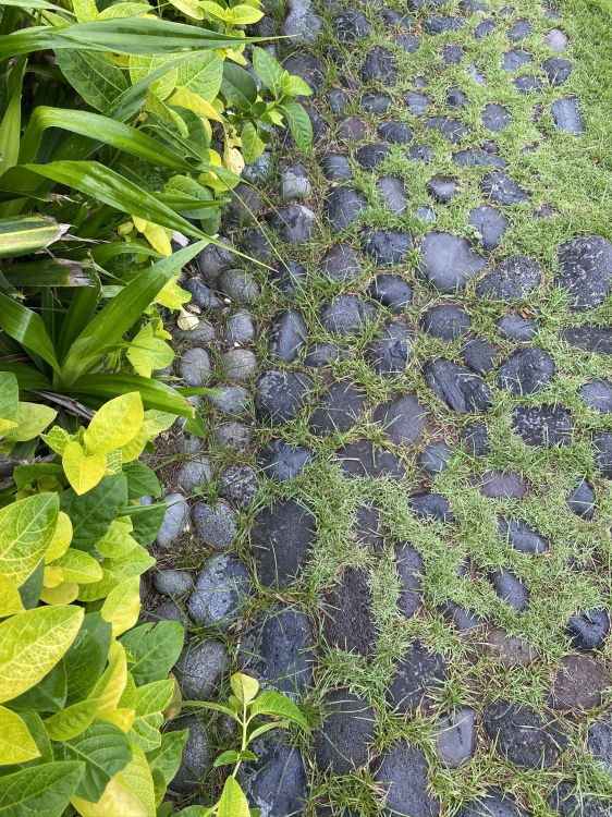 Обои лист, мажорель синий, биология, наука, рассада в разрешении 1536x2048