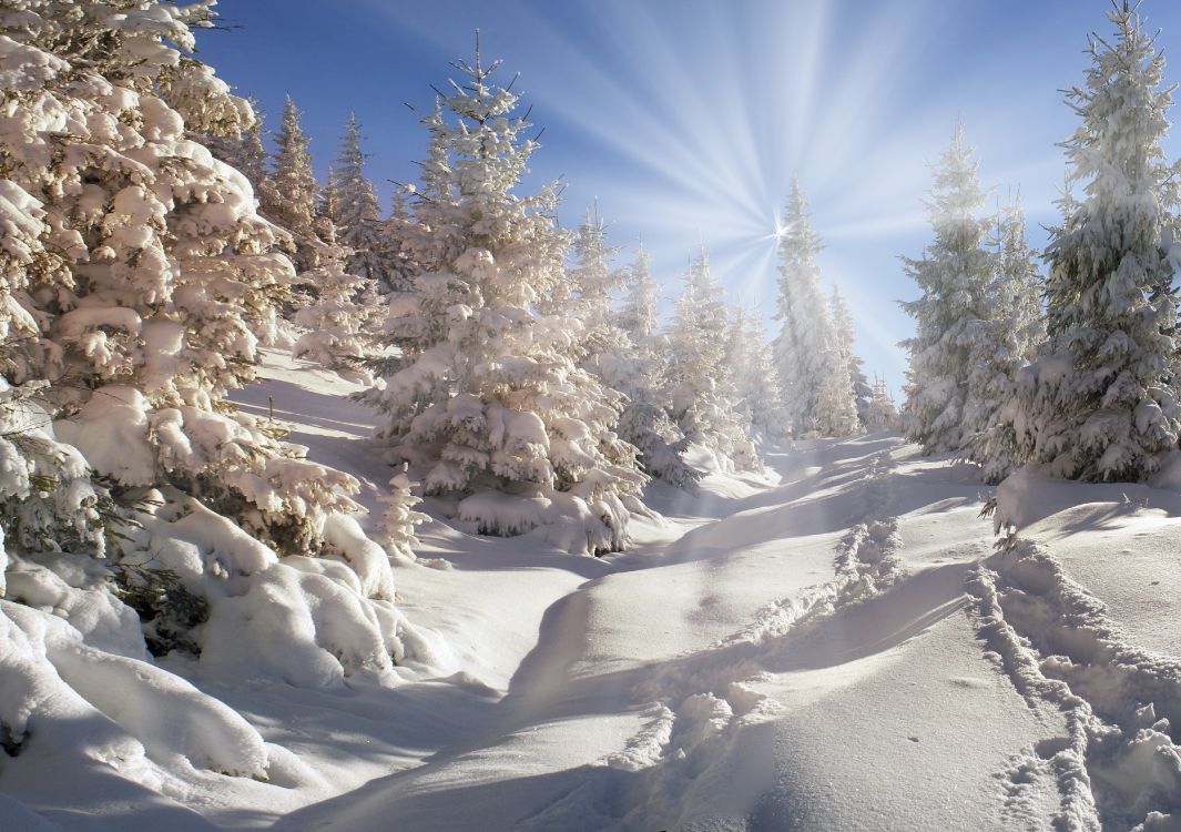 Обои зима, снег, дерево, замораживание, мороз в разрешении 4000x2816