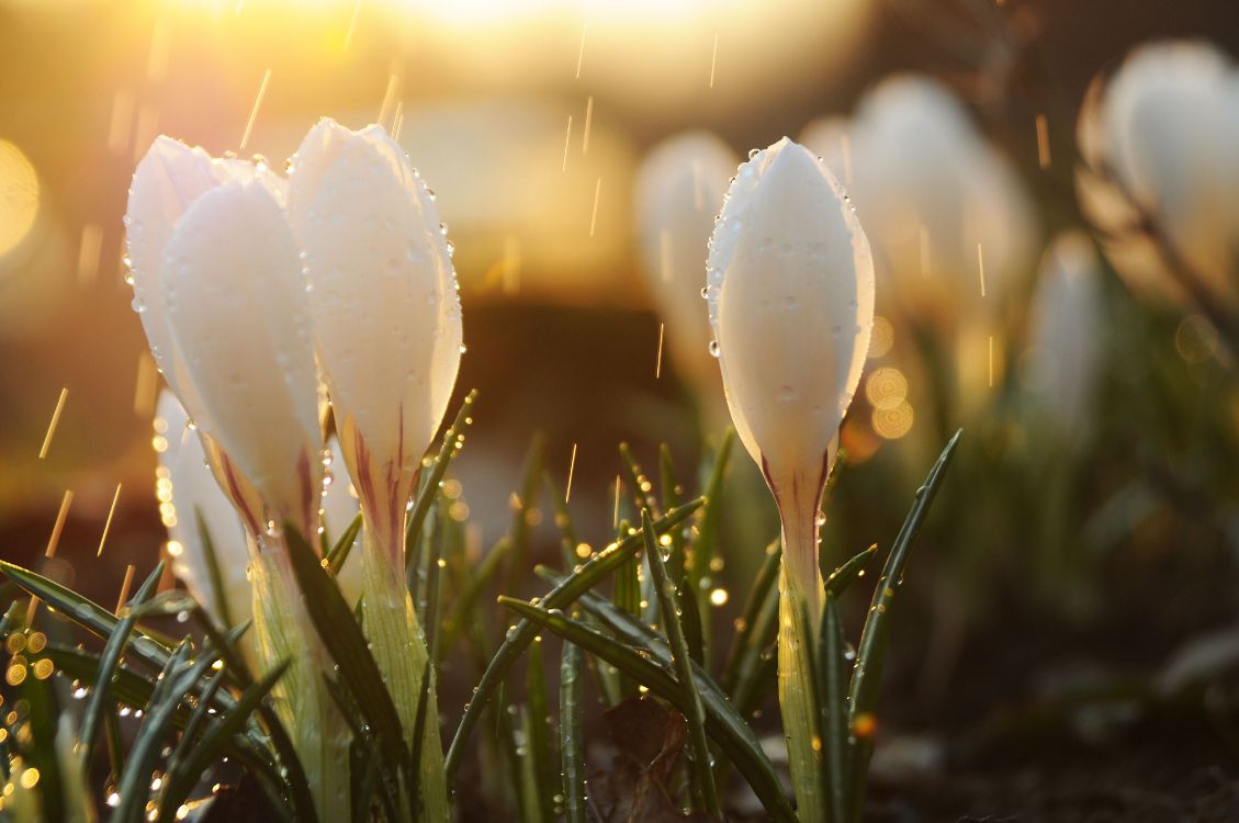 Обои весна, дождь, свет, вода, цветок в разрешении 4288x2848