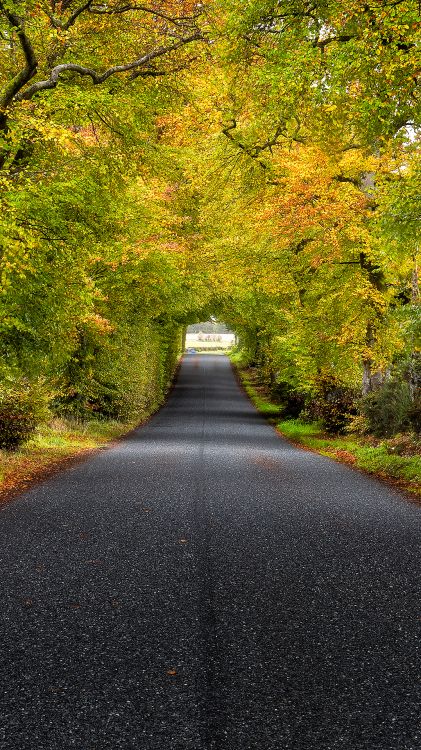 Обои Tree Road Scotland, Шотландия, дерево, дорога, растение в разрешении 1080x1920