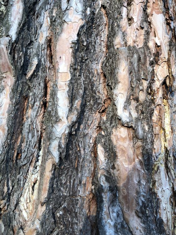 Обои древесина, биология, наука в разрешении 1536x2048