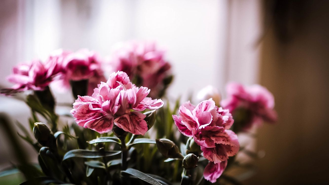 Обои Флора, цветок, цветочный дизайн, растение, лепесток в разрешении 2560x1440