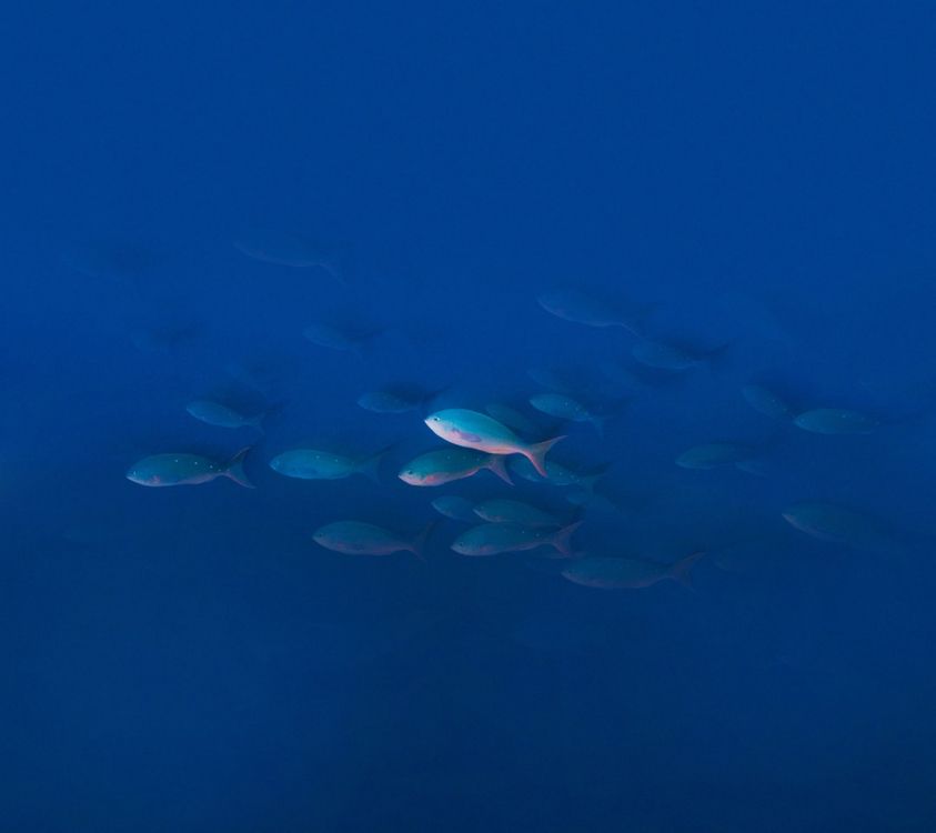 Обои UMIDIGI Z Pro, UMiDIGI, вода, смартфон, водоем в разрешении 2160x1920