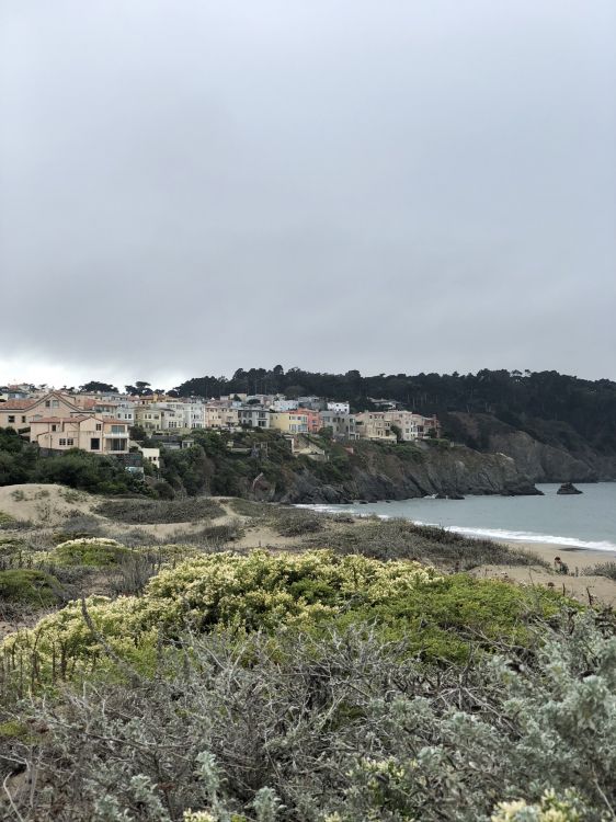 Обои побережье, наука, биология, растительность, растительное сообщество в разрешении 1536x2048