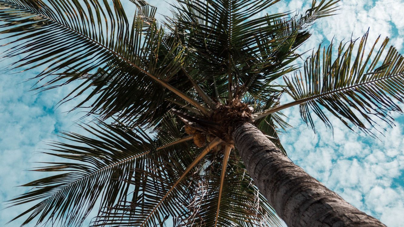 Обои пальмовые рощи, apple, дерево, Пальма, Кокос в разрешении 2560x1440