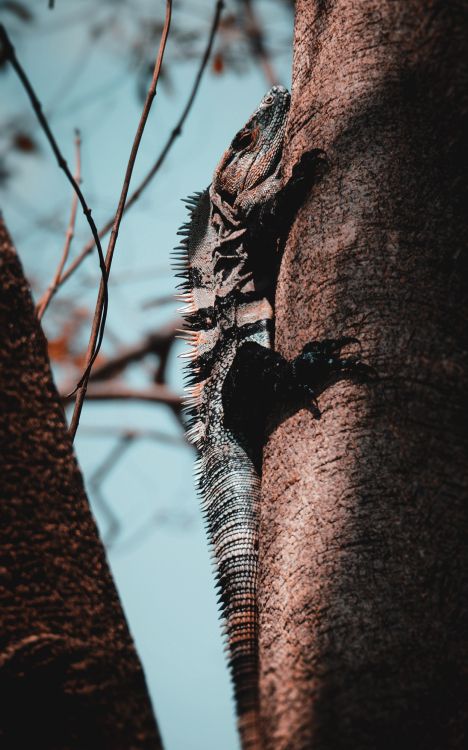 Обои зеленая игуана, дерево, Пура вида, прут, древесина в разрешении 5000x8000