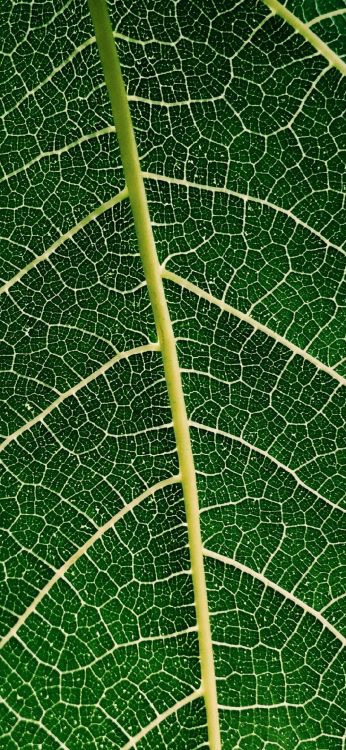 Обои лист, электросвязь, интернет, телеком египет, поставщик услуг интернета в разрешении 1080x2340