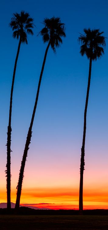 Обои послесвечение, ладонь, дерево, дневное время, растение в разрешении 1420x3000