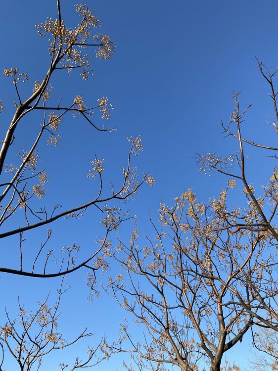 Обои лазурный, прут, ветвь, дерево, природный ландшафт в разрешении 1536x2048