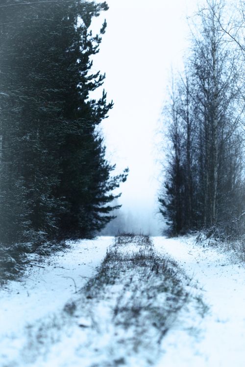 Обои снег, зима, дерево, природа, замораживание в разрешении 3456x5184
