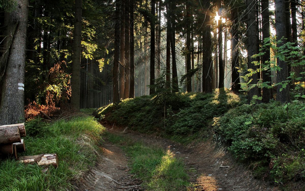 Обои лес, лесистая местность, дерево, природа, растительность в разрешении 2560x1600