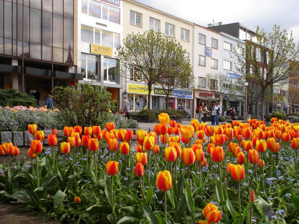 Обои весна, цветковое растение, растение, Ботанический сад, цветение в разрешении 2048x1536