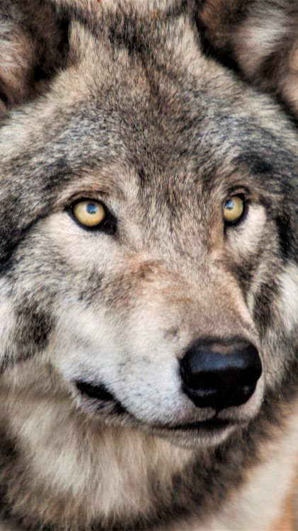 Обои живая природа, арктический волк, датский дог, Восточный волк, фладри в разрешении 1080x1920